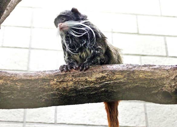 動物図鑑・エンペラータマリン